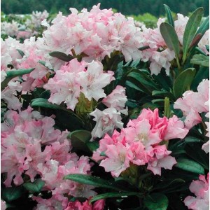 Rhododendron 'Pohjola's Daughter' / Rododendron 'Pohjola's Daughter'